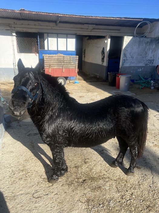 Pónei inteiro Manso