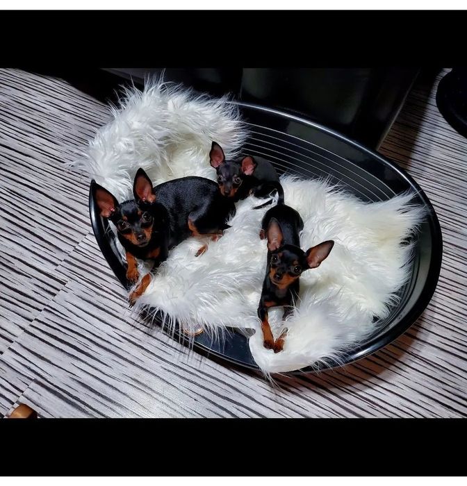 * Prazsky Krysarik * Praski Ratler * Ratlerek * Ratler * FCI