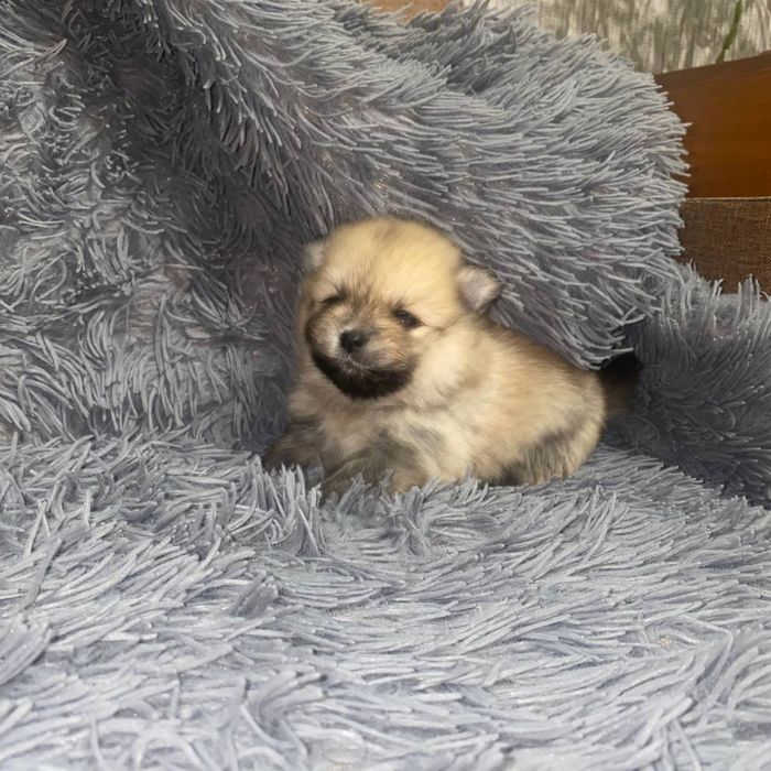 Мини шпиц щенки