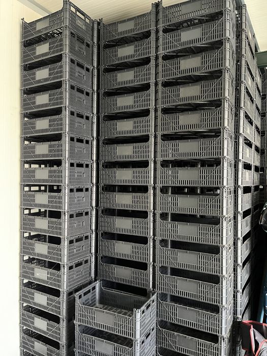 Caixas de fruta NOVAS