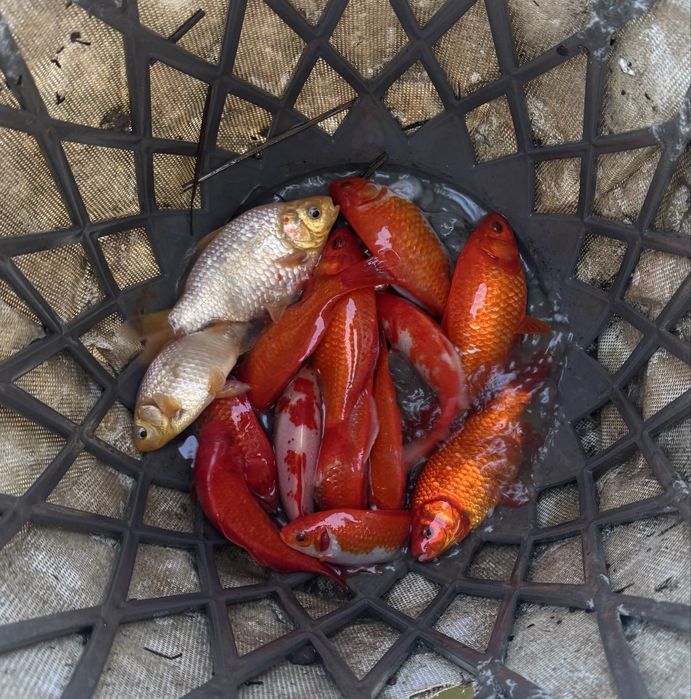 Karaś ozdobny do oczka