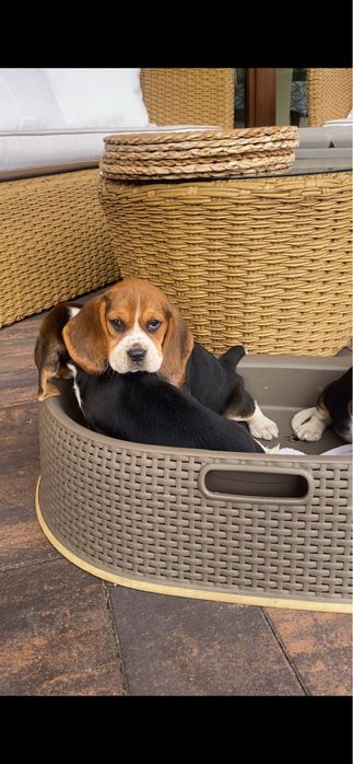 Beagle Tricolor! Wybitne z rodowodem!!