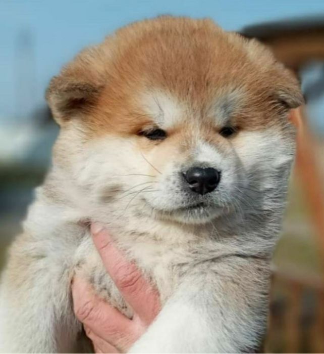Японська Акіта іну КСУ