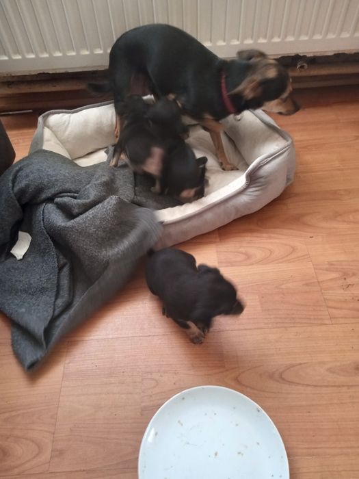 Pies pinczer śliczny