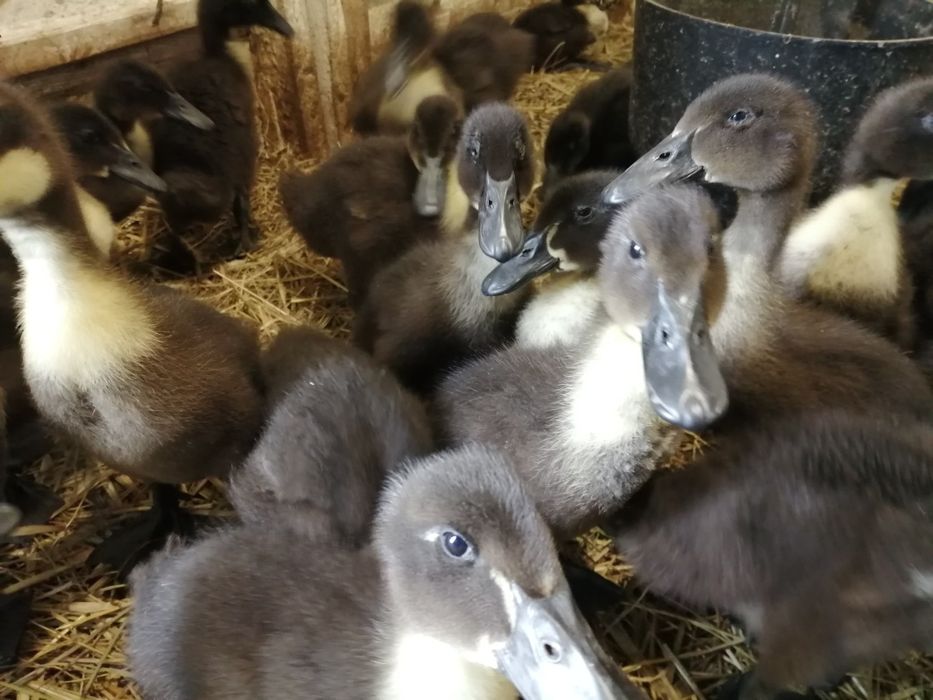 Gęsi Kołudzkie Landes Kubańskie Garbonose Podkarpack