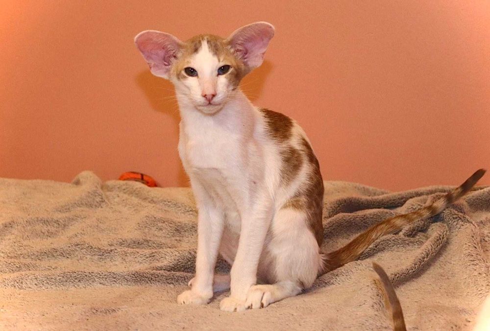 Сіамо Орієнтальна група хлопчик Янкі