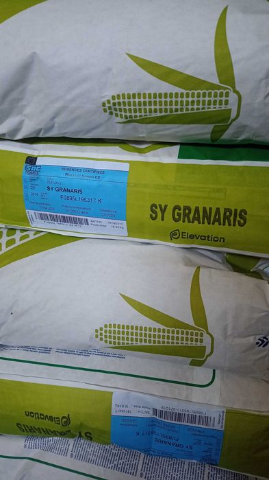 Kukurydza Syngenta  Granaris ziarno ziarnówka Wysyłka