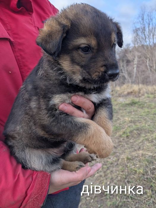 Отдам щенка-девочку