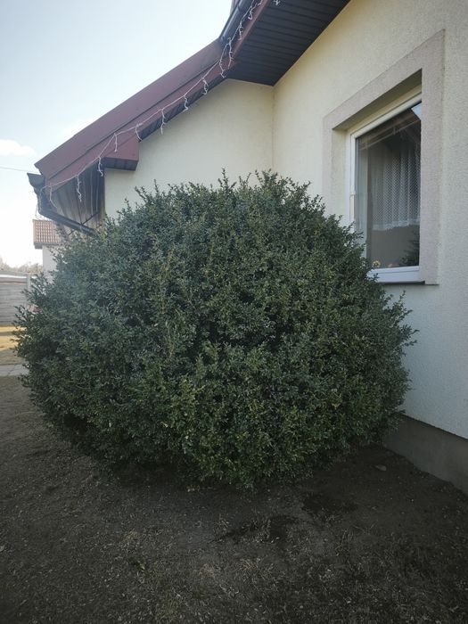 Krzew, drzewko bukszpan