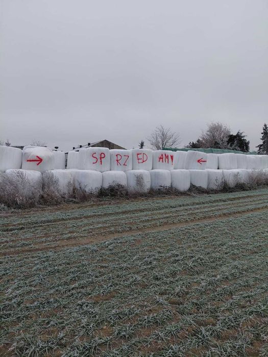 Sianokiszonka z traw baloty 130