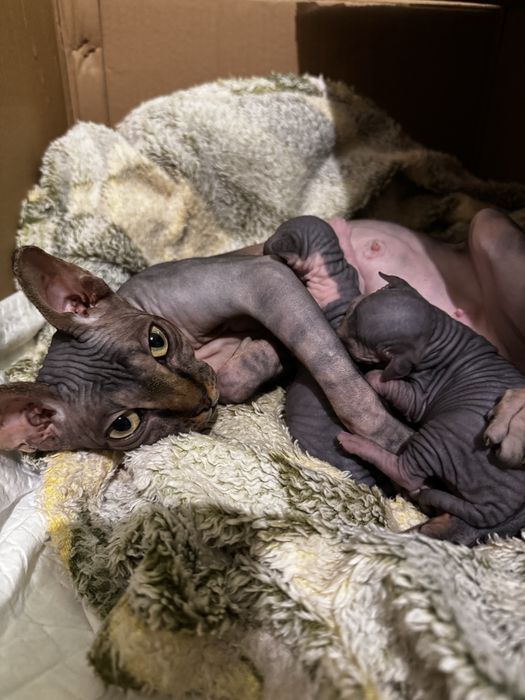 кошенята  сфінкс