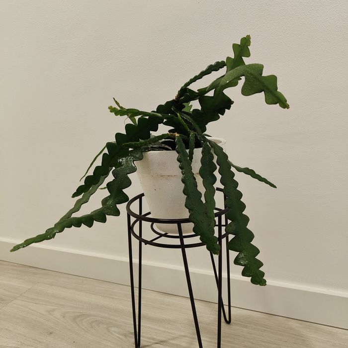 Zig zag cactus // planta interior