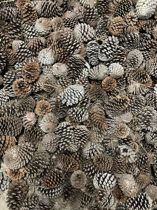 Vendo pinhas  60/70 unidades  saco