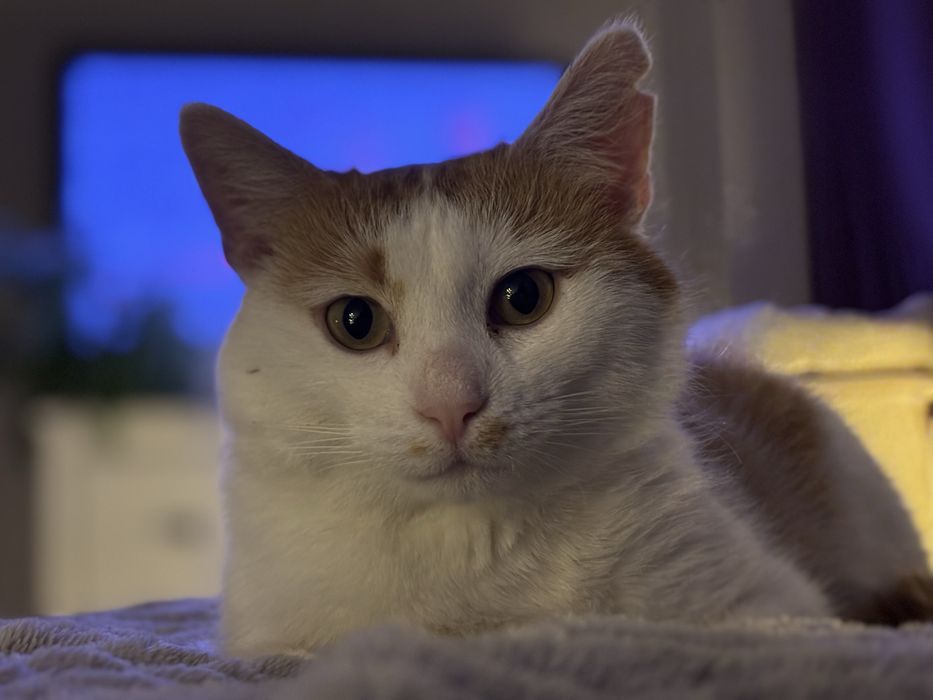 Maślaczek szuka dobrego domu