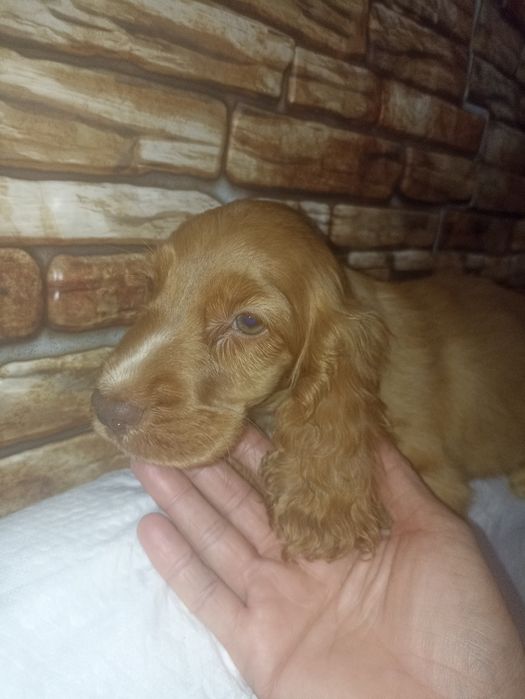 Хлопчик англійського спаніеля