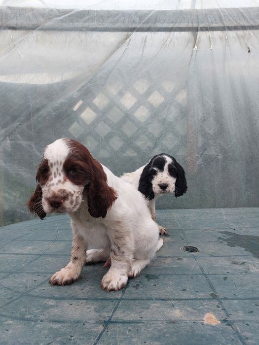 Cocker spaniel szczeniak