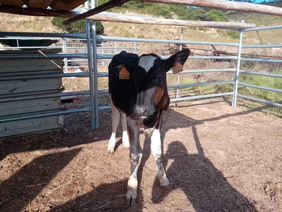 Vendo 2 vitelos frisios com mais de 4 meses