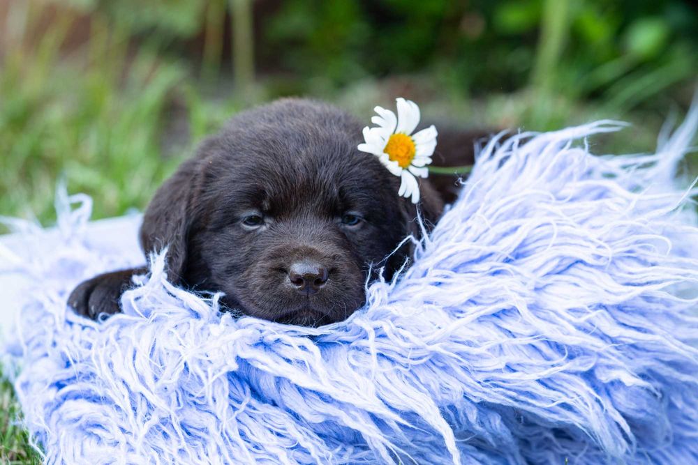 Labrador Retriever – FCI odbiór początek Września