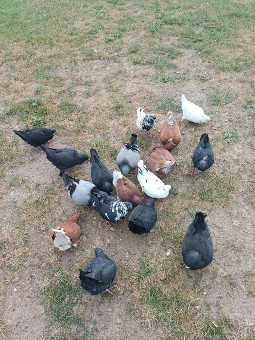 Gołębie kingi dobra klasa