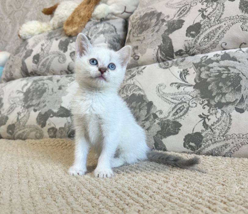 Тайский голубоглазый котёнок !
