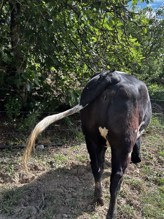 Vendo lote 5 vacas