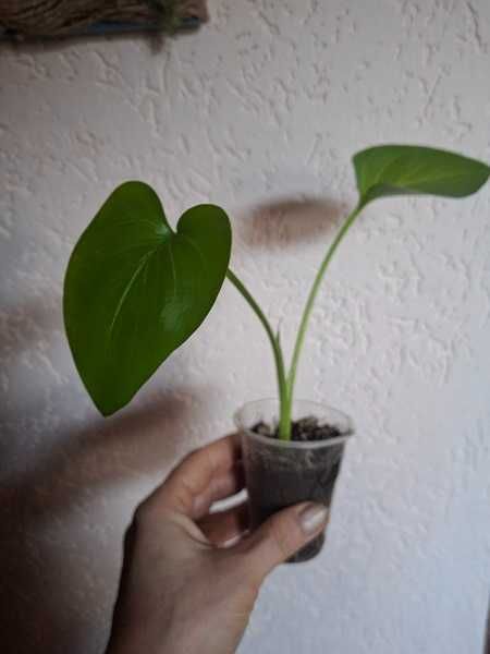 Калла ефіопська біла