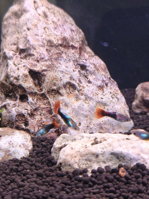 Guppys "blue flame"