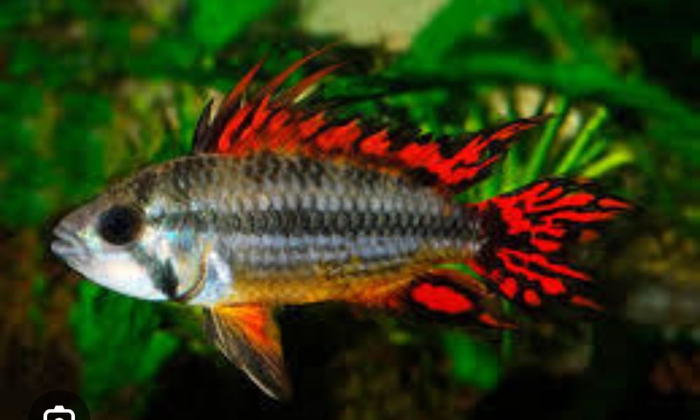 Casal apistogramma cacatuoide doble red