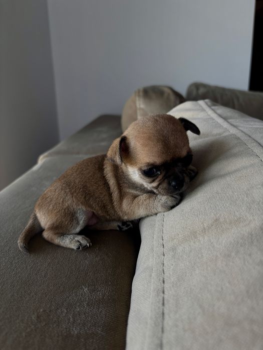 Chihuahua suczka