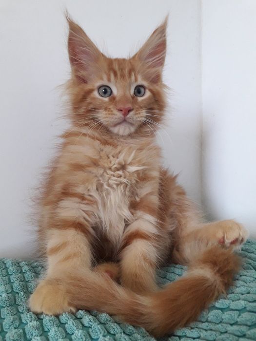 Котик Мейнкун...