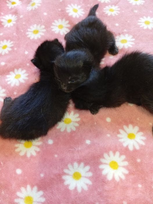 Котята бесплатно