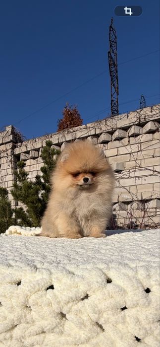 Мальчик померанский гпиц