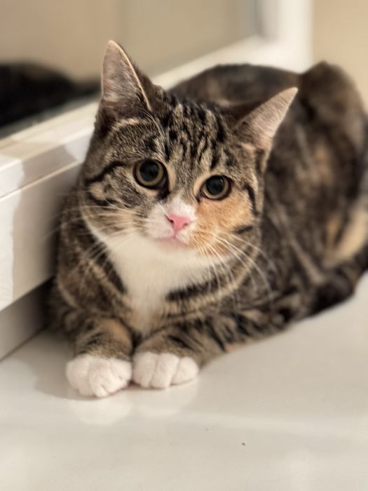 Koty oddam do adopcji