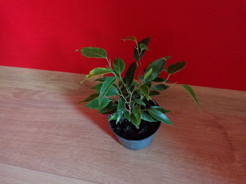 Ficus Fikus benjamin anastazja