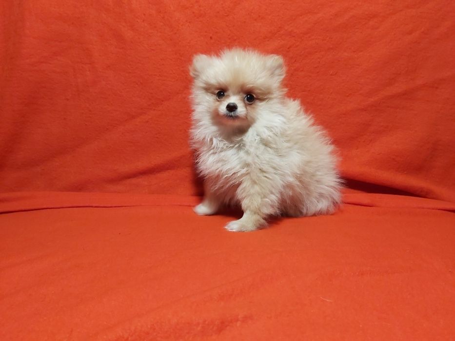 Spitz lindo miniatura