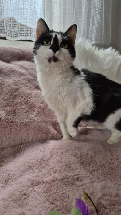 Łagodna i delikatna kotka szuka domu