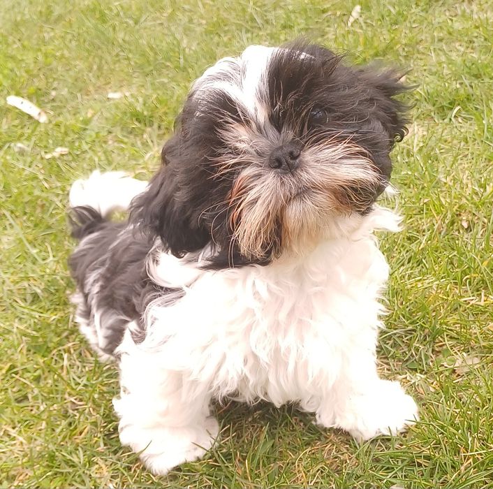 Shih Tzu chłopak może już opuścić hodowlę