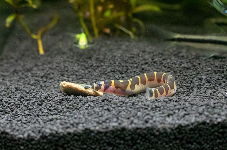 Акантофтальмус кюля рибка акваріумна