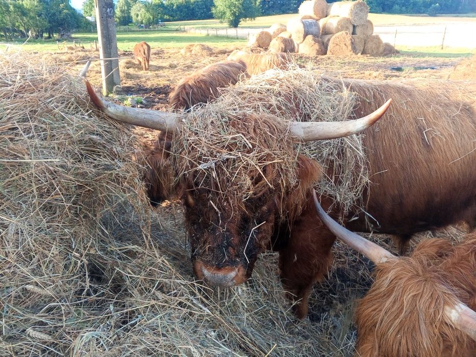 Byk rozpłodowy 100% highland cattle możliwa zamiana.