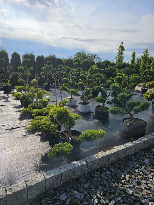 Klon szczepiony Zielony Globosum 180-190cm, Klony,  Tuja szmaragd