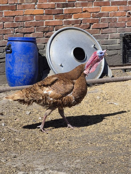 Indor, indyk,  2025r