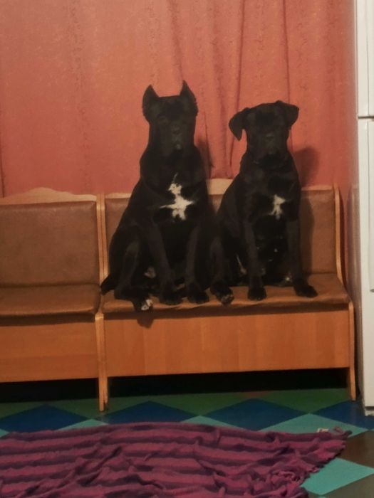 Щенки кане-корсо