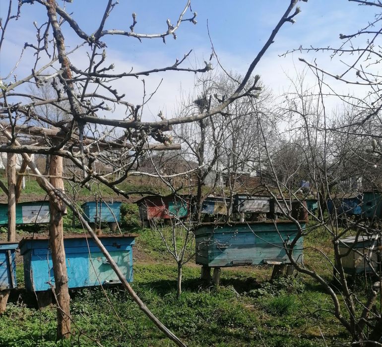 Продаються бджолопакети, бджолосімї. Ціна договірна