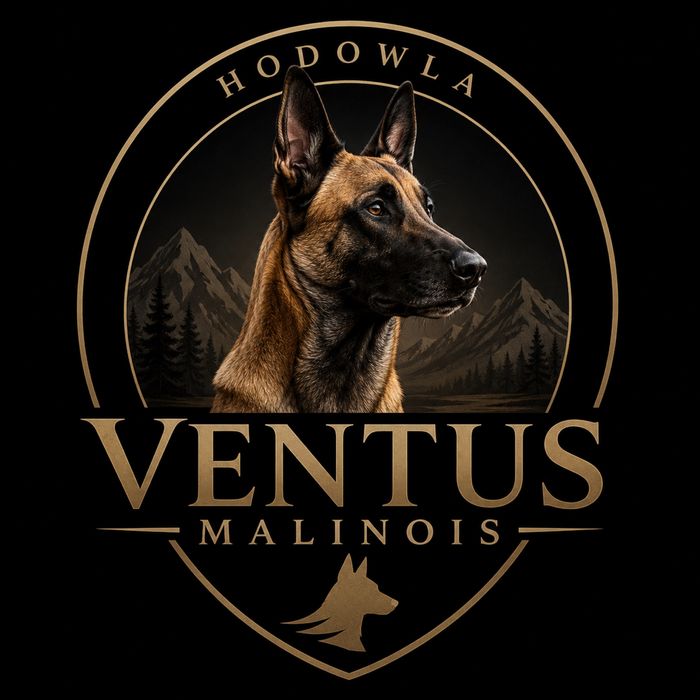 Owczarek Belgijski Malinois Pies Rodowód Szczeniak