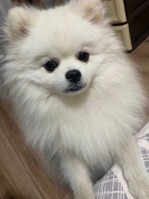 В'язка Шпіц (стандарт)