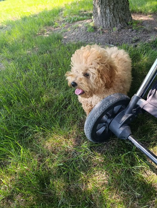 piękna suczka Cavapoo