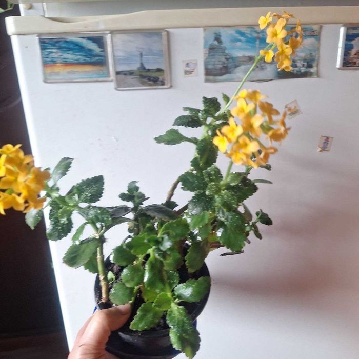 Каланхоє різних окрасів