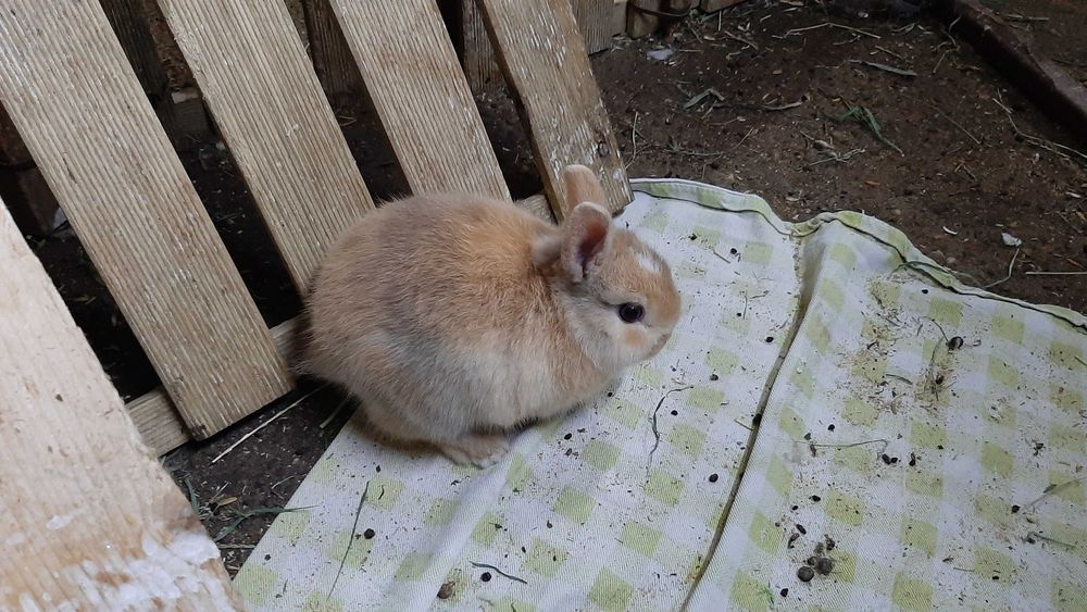 Coelho Angorá anão