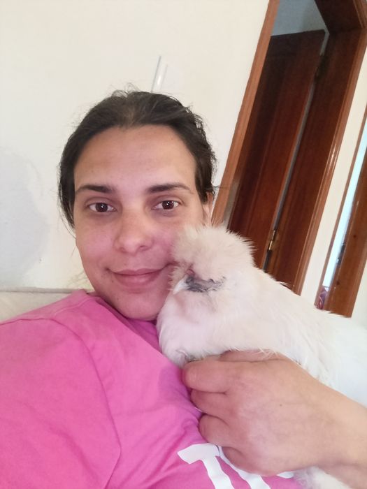 Casal galinha sedosa do Japão