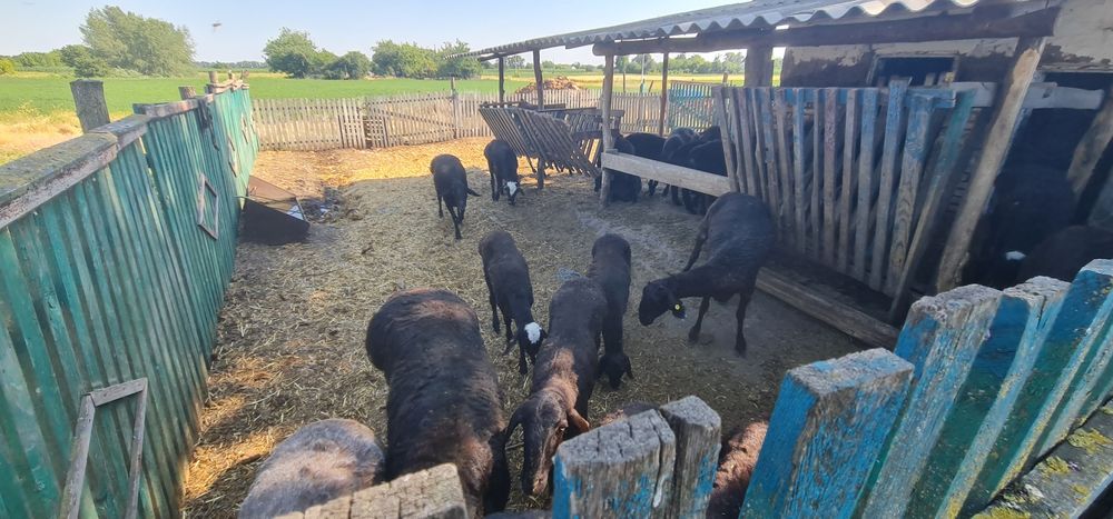Продам курдючні барани породи гіссари
